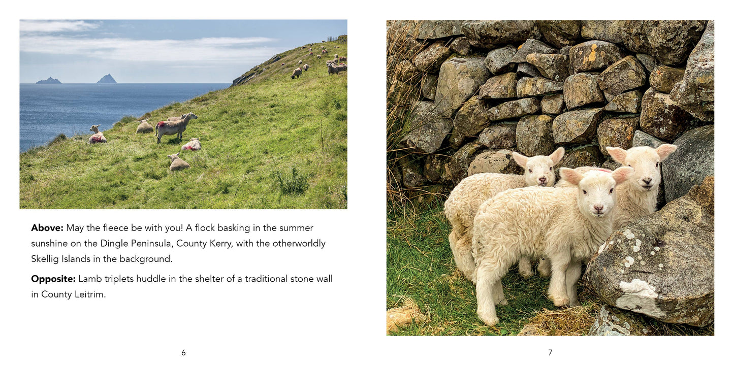 Sheep of Ireland
