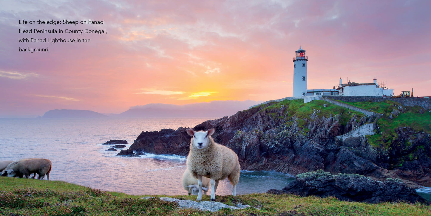 Sheep of Ireland