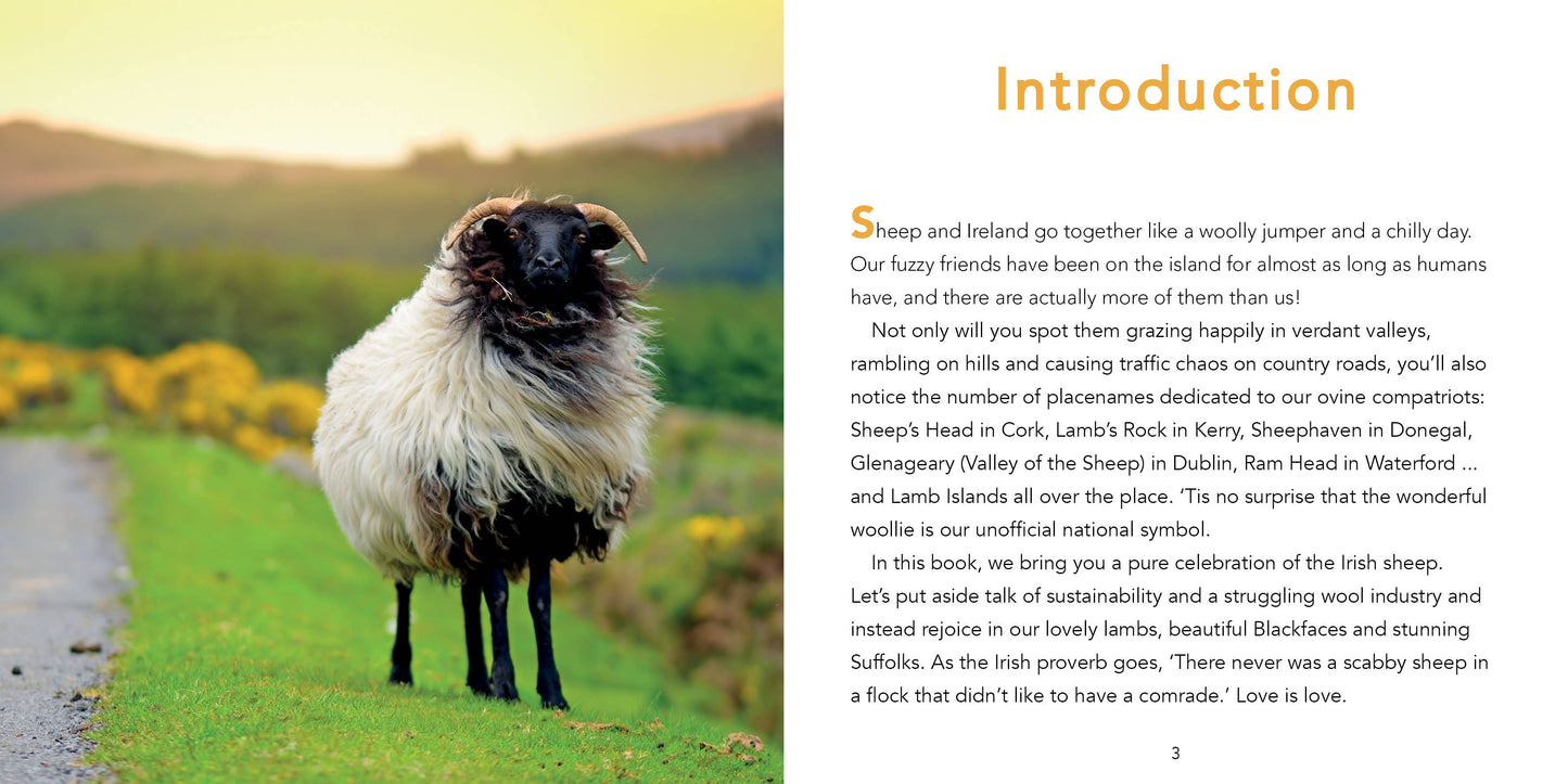 Sheep of Ireland